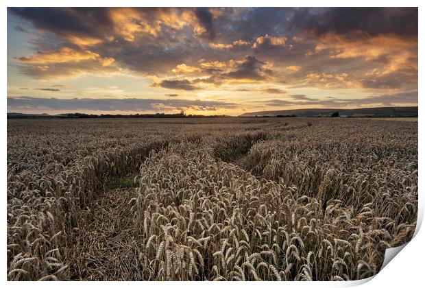 Braunton Greatfield North Devon Print by Dave Wilkinson North Devon Ph