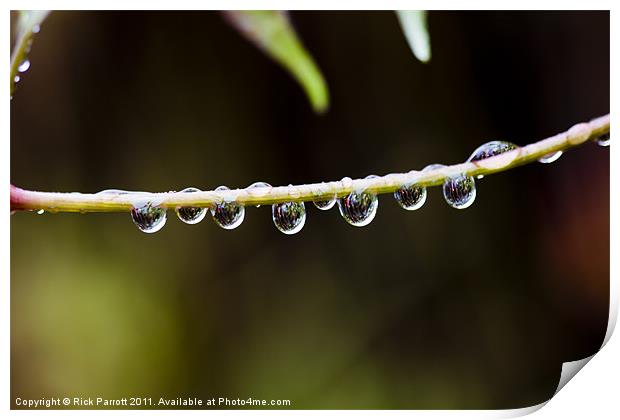 Raindrops On Twig Print by Rick Parrott