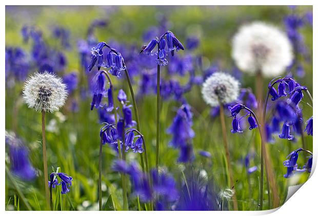 Dandelions & Bluebells Print by Rick Parrott