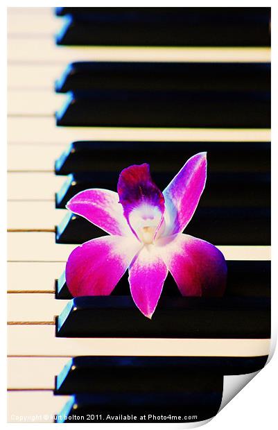 Orchid and the Keys Print by kurt bolton