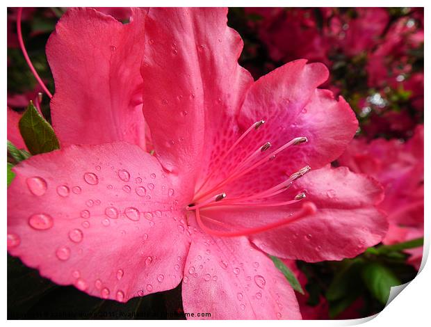 waterdrops on a flower Print by zachary quinn