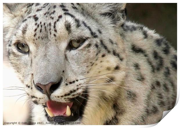 Snow leopard Print by Colin Chipp