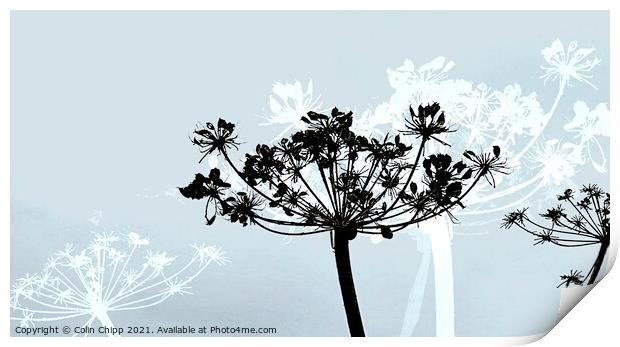 Scandi seed heads Print by Colin Chipp