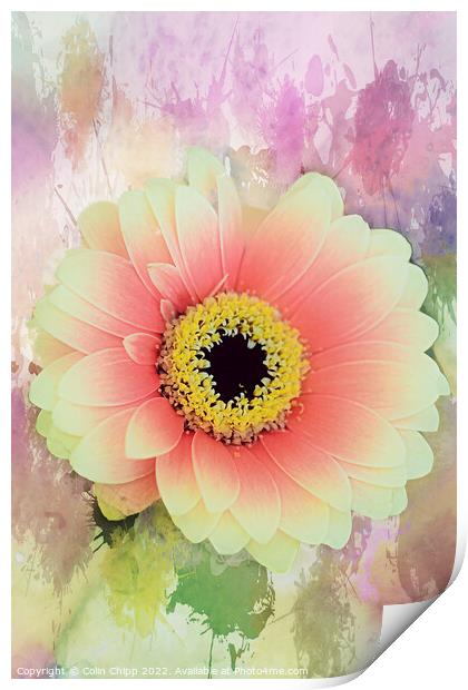 Watercolour gerbera Print by Colin Chipp