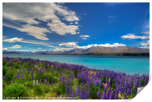 Lupins and blue water Print by Colin Chipp