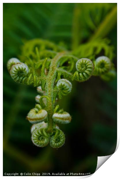 Hedgerow fern Print by Colin Chipp