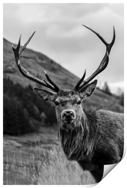 Red Deer Stag with Antlers Print by Derek Beattie