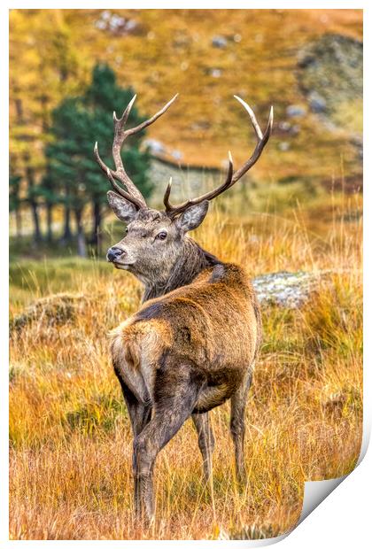 Red Deer Stag in Autumn Print by Derek Beattie