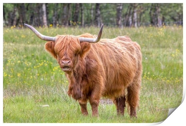 Highland Cow Print by Derek Beattie