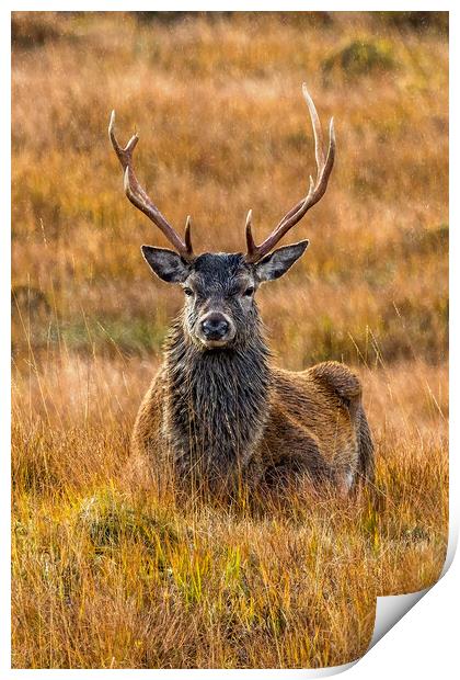 Autumnal Stag in the Rain Print by Derek Beattie