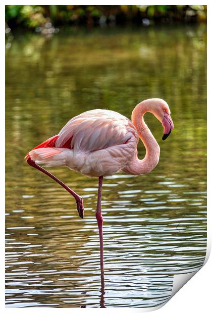 Greater Flamingo Print by Derek Beattie