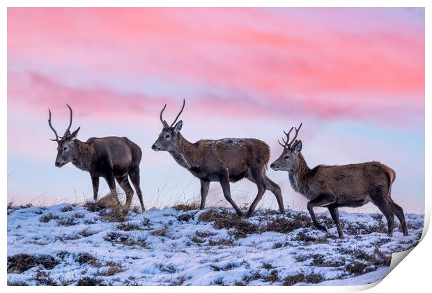Red Deer Stags at Dawn Print by Derek Beattie