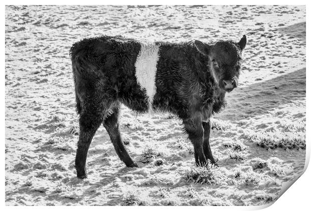 Belted Galloway Calf in Snow Print by Derek Beattie