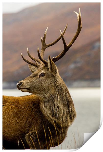 Autumnal  Red Deer Stag Print by Derek Beattie