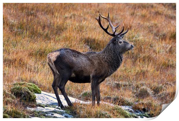 Red Deer Stag in Autumn Print by Derek Beattie