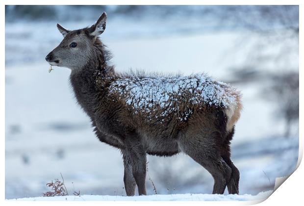 Red Deer Hind In The Snow Print by Derek Beattie