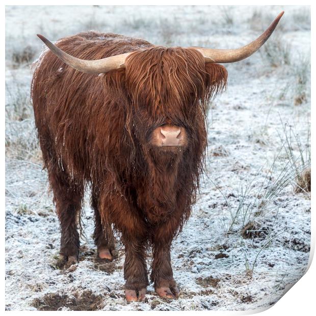 Highland Cow in the Snow Print by Derek Beattie