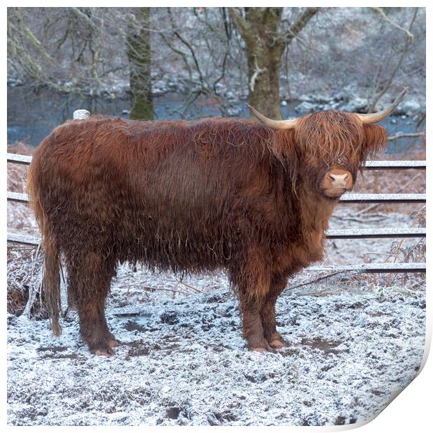 Highland Cow in Winter Print by Derek Beattie