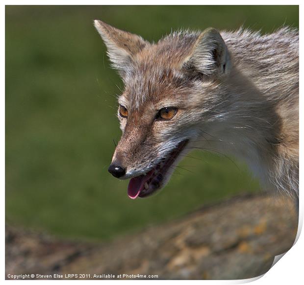 Arctic Fox Print by Steven Else ARPS