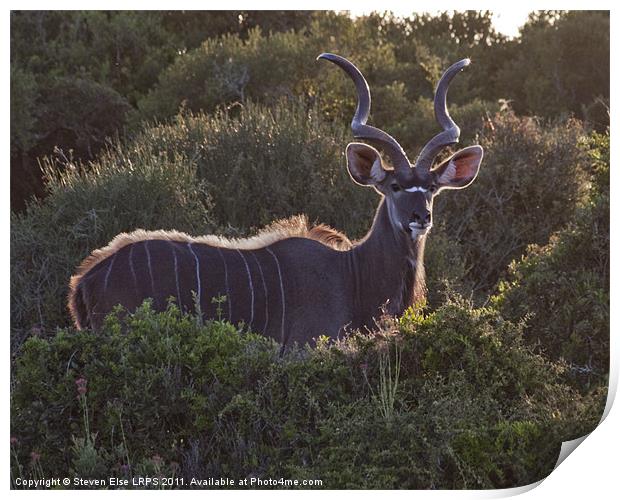 African Antelope Print by Steven Else ARPS