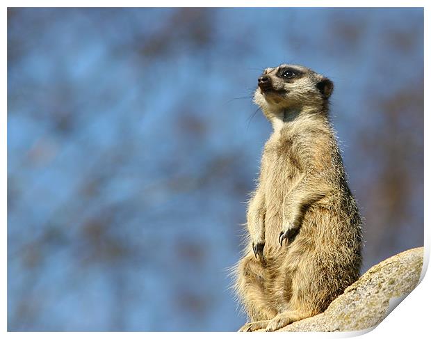 Lookout Print by Steven Else ARPS