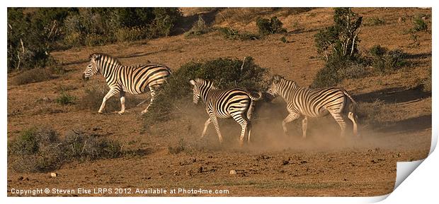 Spooked Zebra Print by Steven Else ARPS