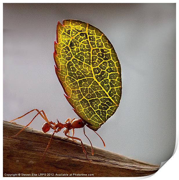 Ant carrying a leaf Print by Steven Else ARPS