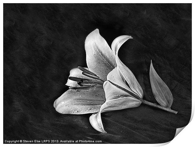 Monochrome Lily Print by Steven Else ARPS
