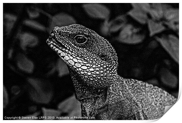 Black and White Lizard Head Print by Steven Else ARPS