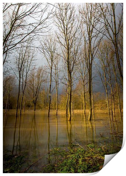 Flooded wood Print by Steven Else ARPS