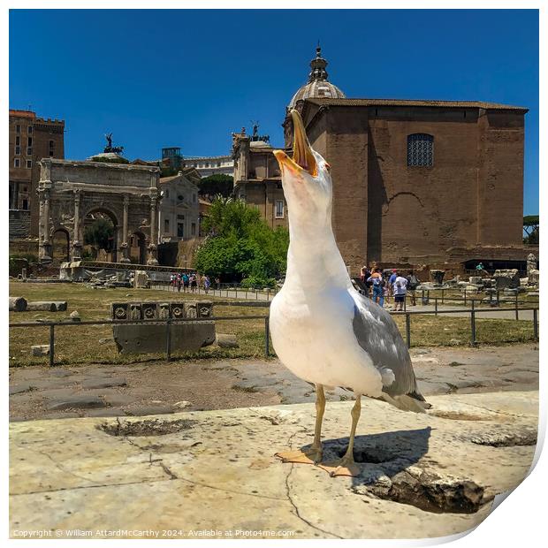 Seagull Serenade Print by William AttardMcCarthy