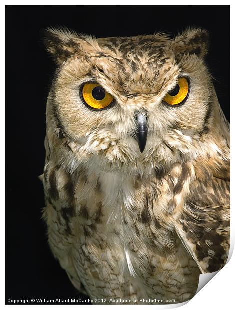 The Owl Print by William AttardMcCarthy