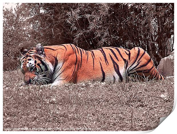 Crouching Tiger Print by William AttardMcCarthy