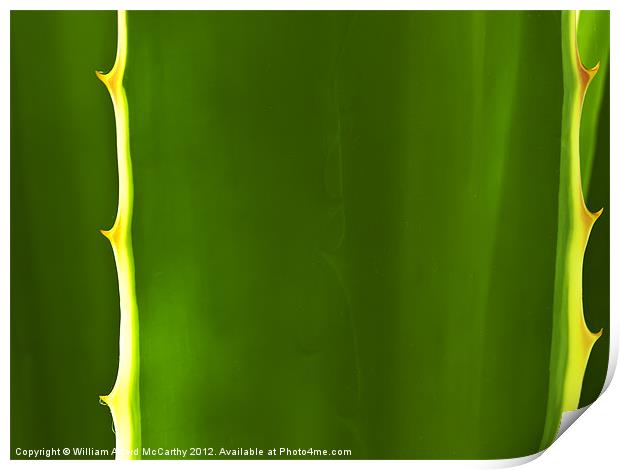 Aloe Abstract Print by William AttardMcCarthy