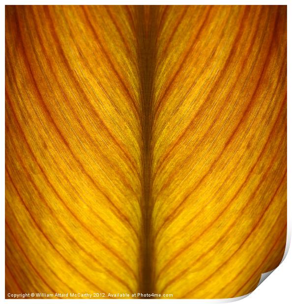 Leaf Abstract Print by William AttardMcCarthy