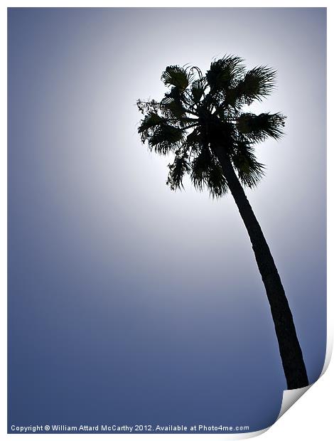 Palm Tree Silhouette Print by William AttardMcCarthy