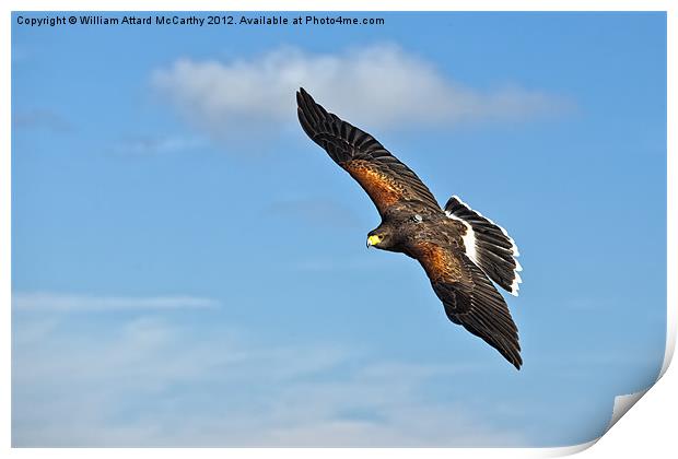 Master of Flight Print by William AttardMcCarthy