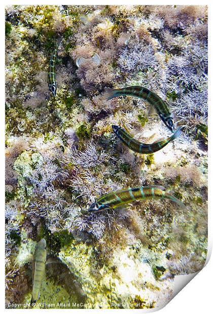 Rainbow Wrasse Print by William AttardMcCarthy