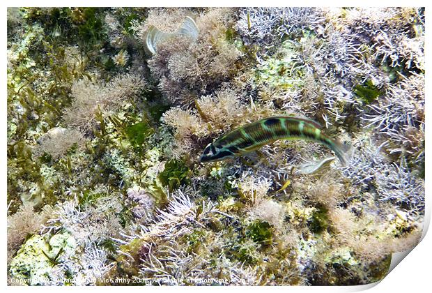 Rainbow Wrasse Print by William AttardMcCarthy