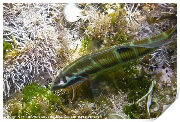 Rainbow Wrasse Print by William AttardMcCarthy