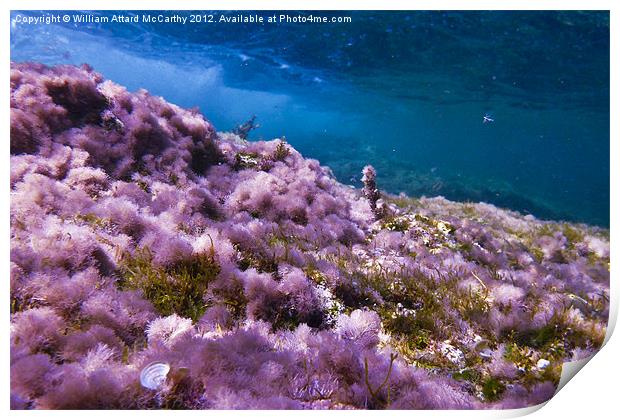 Seabed Print by William AttardMcCarthy