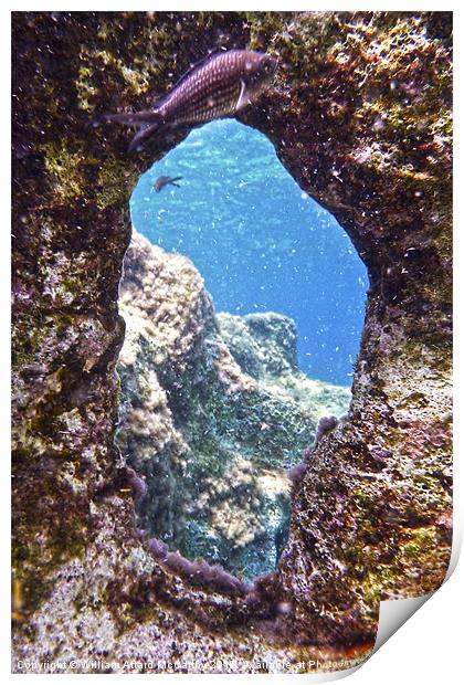 Damselfish and Window Print by William AttardMcCarthy