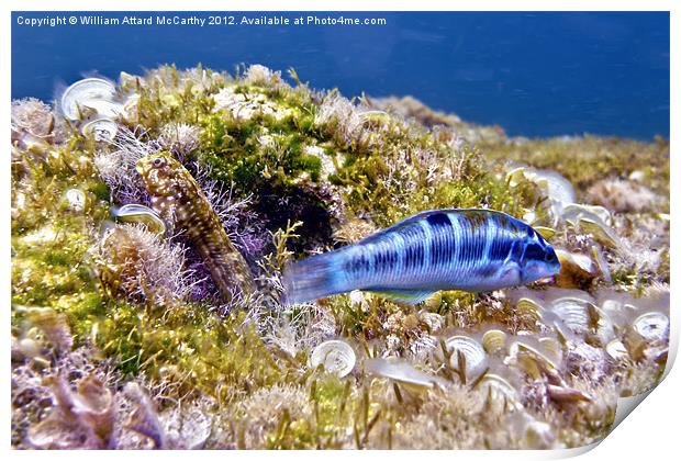 Blue Peacock Wrasse and Blenny Print by William AttardMcCarthy