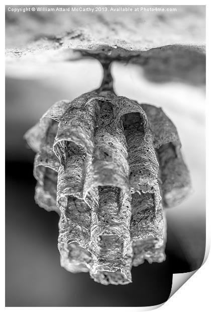 Paper Wasp Nest Print by William AttardMcCarthy