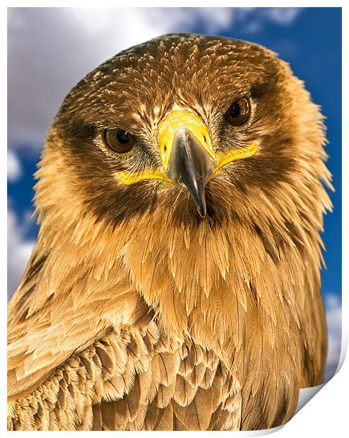 Portrait of a Raptor Print by William AttardMcCarthy