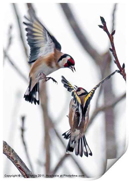 Fighting finches Print by Carl Shellis