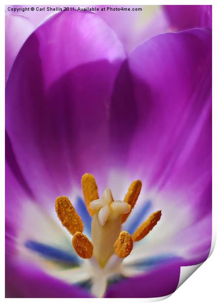 Tulip Print by Carl Shellis