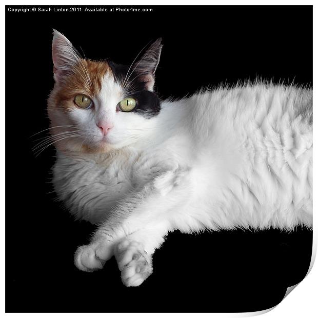 Calico Cat on Black Print by Sarah Osterman