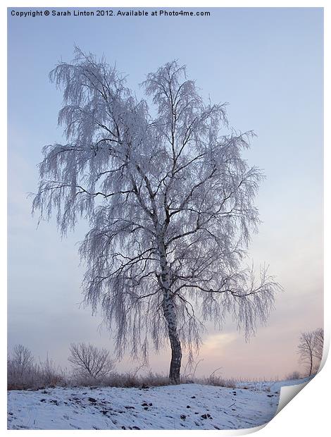 Snowy Birch Print by Sarah Osterman