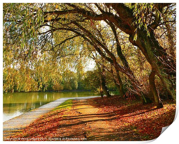 Autumn  in  the park Print by david rodgers